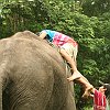 elephant_chiangmai (232)